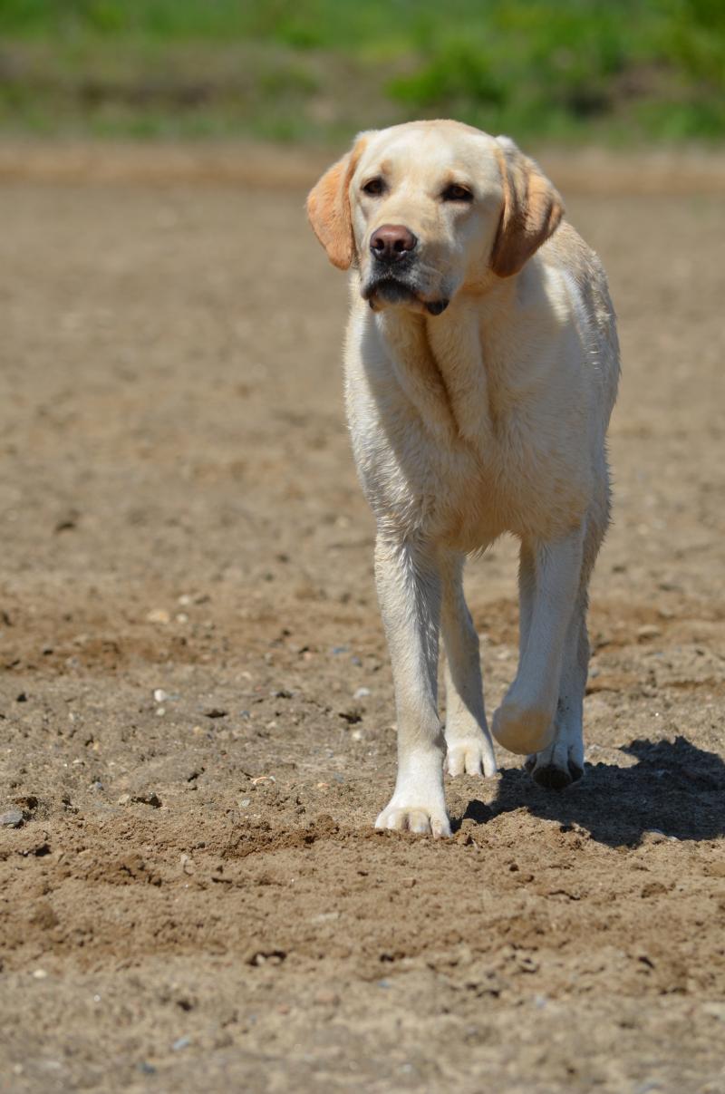 cooper burnt meadow stables