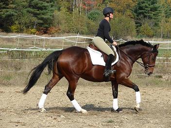 training hunter jumper burnt meadow stables lessons boarding showing